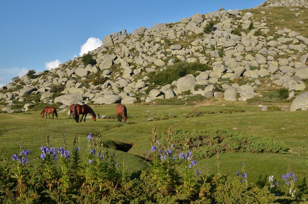 Gite Du Chalet Pietri Olivese Bagian luar foto